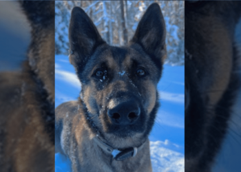 Massachusetts police K9 tracks missing child more than two miles in bitter cold – Law Officer
